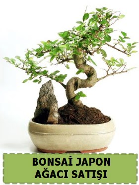 Bonsai japon  aac sat Minyatr thal  Ankara Keiren cicek , cicekci 