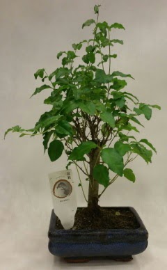 Minyatr bonsai japon aac sat  Ankara Keiren online ieki , iek siparii 
