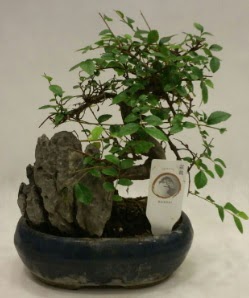 thal 1.ci kalite bonsai japon aac  Ankara esertepe iek yolla , iek gnder , ieki  