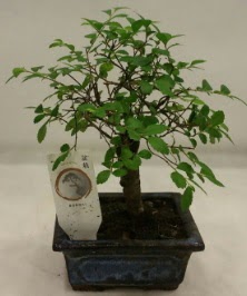 Minyatr ithal japon aac bonsai bitkisi  Ankara esertepe iek yolla , iek gnder , ieki  
