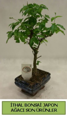 thal bonsai japon aac bitkisi  Ankara Etlik iekiler 