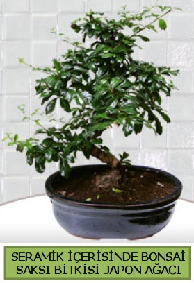 Seramik vazoda bonsai japon aac bitkisi  Ankara entepe internetten iek siparii 