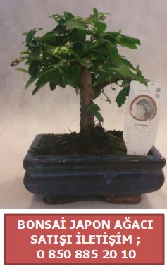 Japon aac minyar bonsai sat  Ankara esertepe iek yolla , iek gnder , ieki  