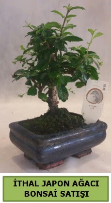 thal japon aac bonsai bitkisi sat  Ankara Keiren online ieki , iek siparii 