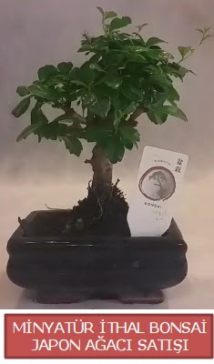 Kk grsel bonsai japon aac bitkisi  Ankara kzlarpnar yurtii ve yurtd iek siparii 