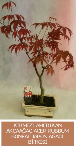 Amerikan akaaa Acer Rubrum bonsai  Ankara basnevleri hediye sevgilime hediye iek 