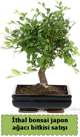 thal bonsai saks iei Japon aac sat  Ankara Etlik iek gnderme 