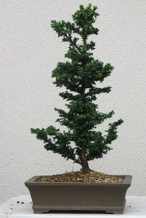 am aac bonsai bitkisi sat  Ankara Keiren online ieki , iek siparii 