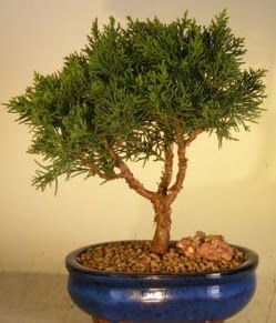 Servi am bonsai japon aac bitkisi  Ankara aa elence iek yolla 