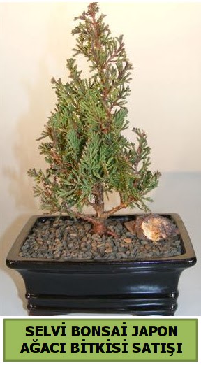 Selvi am japon aac bitkisi bonsai  Ankara Keiren online ieki , iek siparii 