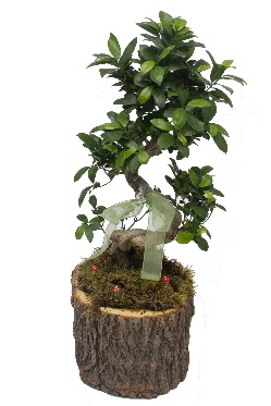 Doal ktkte bonsai saks bitkisi  Ankara Etlik iek gnderme 