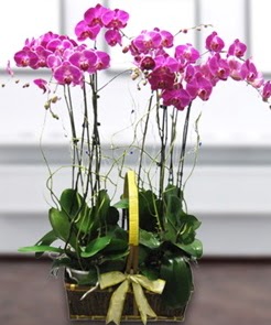 7 dall mor lila orkide  Ankara kalaba iek gnderme sitemiz gvenlidir 