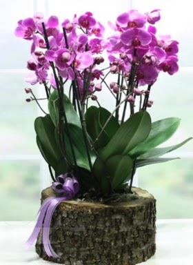 Ktk ierisinde 6 dall mor orkide  Ankara Keiren gvenli kaliteli hzl iek 