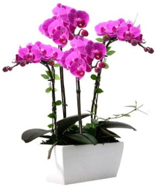 Seramik vazo ierisinde 4 dall mor orkide  Ankara esertepe iek yolla , iek gnder , ieki  