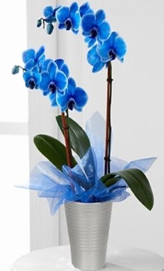 Seramik vazo ierisinde 2 dall mavi orkide  Ankara kzlarpnar yurtii ve yurtd iek siparii 