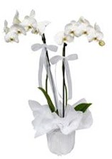 2 dall beyaz orkide  Ankara Keiren iek , ieki , iekilik 