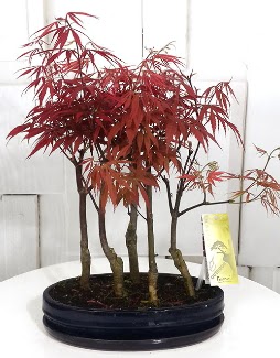 5 adet japon akaaa bonsai iei  Ankara esertepe iek yolla , iek gnder , ieki  