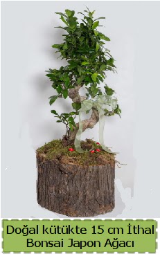 Doal ktkte thal bonsai japon aac  Ankara etlik nternetten iek siparii 
