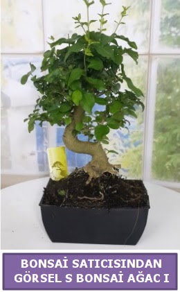 S dal erilii bonsai japon aac  Ankara esertepe iek yolla , iek gnder , ieki  