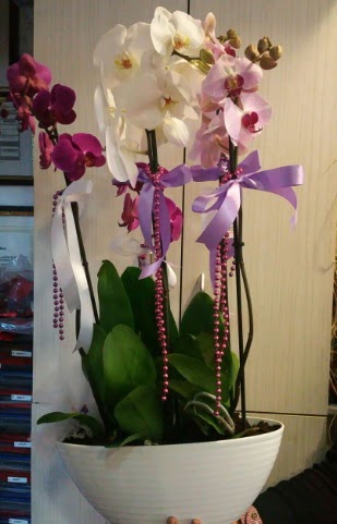 Mor ve beyaz ve pembe 6 dall orkide  Ankara Keiren gvenli kaliteli hzl iek 