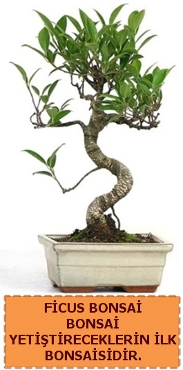 Ficus bonsai 15 ile 25 cm arasndadr  Ankara aa elence iek yolla 