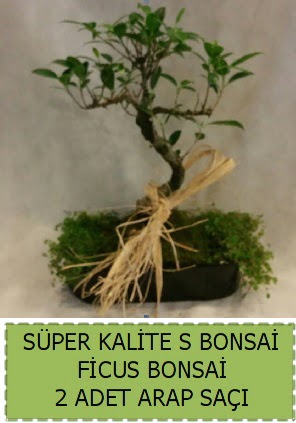 Ficus S Bonsai ve arap saçı  Ankara Keçiören online çiçekçi , çiçek siparişi 
