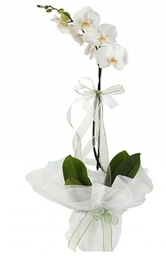 Tekli Beyaz Orkide  Ankara Keiren iek maazas , ieki adresleri 