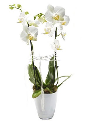 2 dall beyaz seramik beyaz orkide sakss  Ankara kalaba iek gnderme sitemiz gvenlidir 