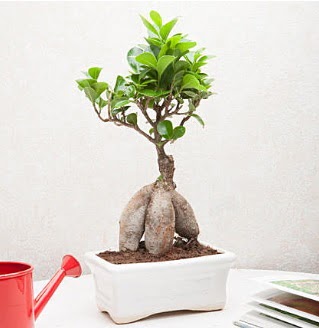 Exotic Ficus Bonsai ginseng  Ankara Keiren iek siparii sitesi 