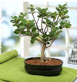 Lovely Ficus Iceland Bonsai  Ankara atapark kaliteli taze ve ucuz iekler 