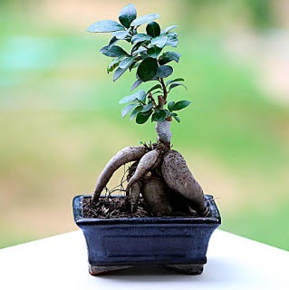 Marvellous Ficus Microcarpa ginseng bonsai  Ankara Keiren uluslararas iek gnderme 