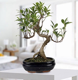 Gorgeous Ficus S shaped japon bonsai  Ankara esertepe ucuz iek gnder 