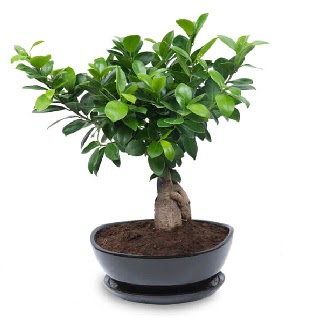 Ginseng bonsai aac zel ithal rn  Ankara balum online iek gnderme sipari 