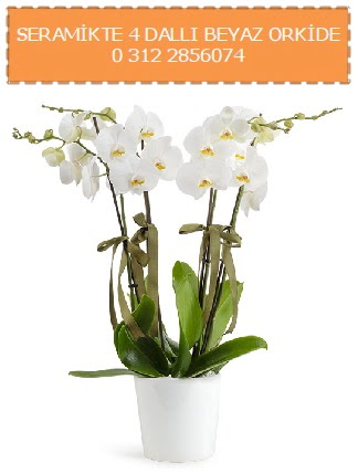 Seramikte 4 dall beyaz orkide  Ankara pursaklar cicekciler , cicek siparisi 