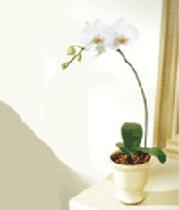  Ankara etlik nternetten iek siparii  Saksida kaliteli bir orkide