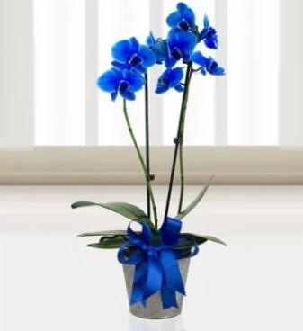 ift dall mavi orkide  Ankara esertepe iek yolla , iek gnder , ieki  