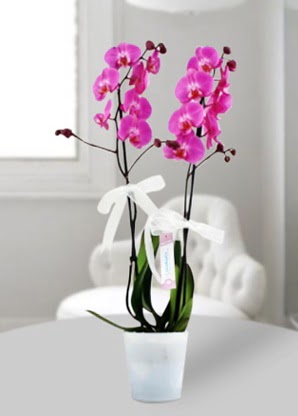 ift dall mor orkide  Ankara pursaklar cicekciler , cicek siparisi 