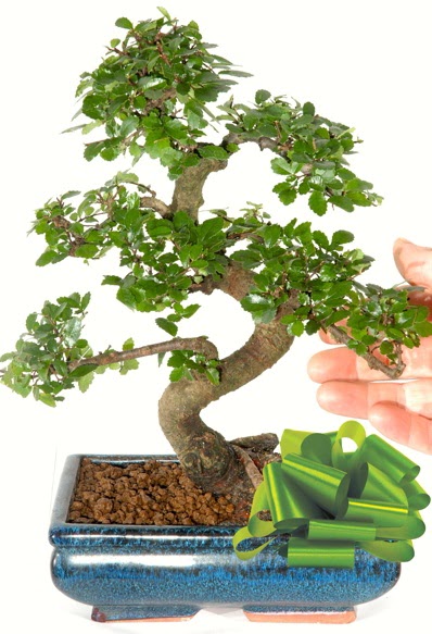 Yaklak 25 cm boyutlarnda S bonsai  Ankara entepe internetten iek siparii 