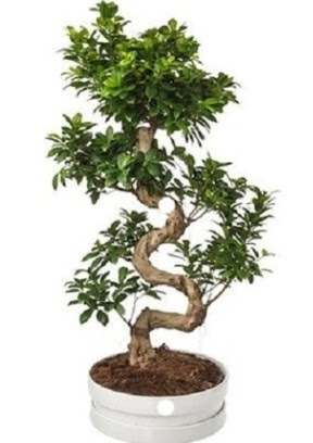 90 cm ile 100 cm civar S peyzaj bonsai  Ankara kalaba iek gnderme sitemiz gvenlidir 