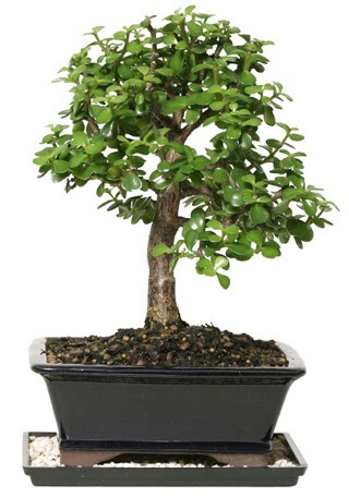 15 cm civar Zerkova bonsai bitkisi  Ankara entepe internetten iek siparii 