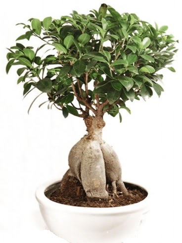 Ginseng bonsai japon aac ficus ginseng  Ankara Etlik iek gnderme 