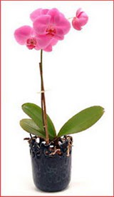  Ankara balum ieki maazas  Phalaenopsis Orchid Plant