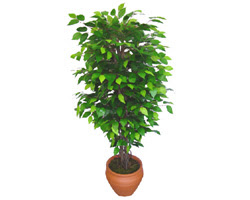Ficus Benjamin 1,50 cm   Ankara atapark kaliteli taze ve ucuz iekler 