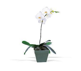 orkide saksi çiçegi  Ankara Ufuktepe çiçek online çiçek siparişi 