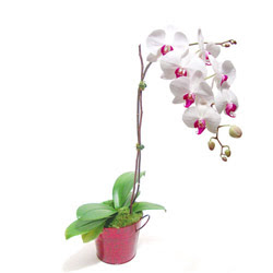  Ankara etlik İnternetten çiçek siparişi  Saksida orkide