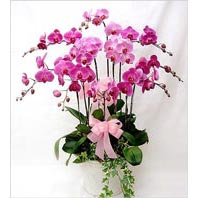  Ankara Ufuktepe çiçek online çiçek siparişi  3 adet saksi orkide  - ithal cins -