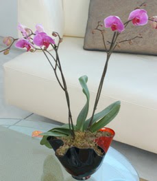  Ankara Keçiören çiçek siparişi vermek  tek dal ikili orkide saksi çiçegi