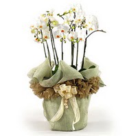  Ankara şentepe internetten çiçek siparişi  3 dal orkide , saksi çiçegi , 3 kök orkide