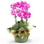  Ankara Etlik çiçek gönderme  2 dal orkide , 2 köklü orkide - saksi çiçegidir