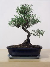 ithal bonsai saksi iegi  Ankara Keiren uluslararas iek gnderme 